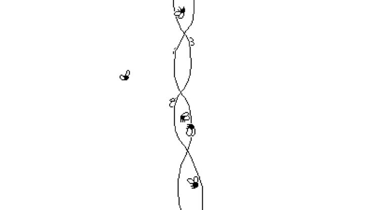 Time Flies - Several flies on a strand of sticky paper.