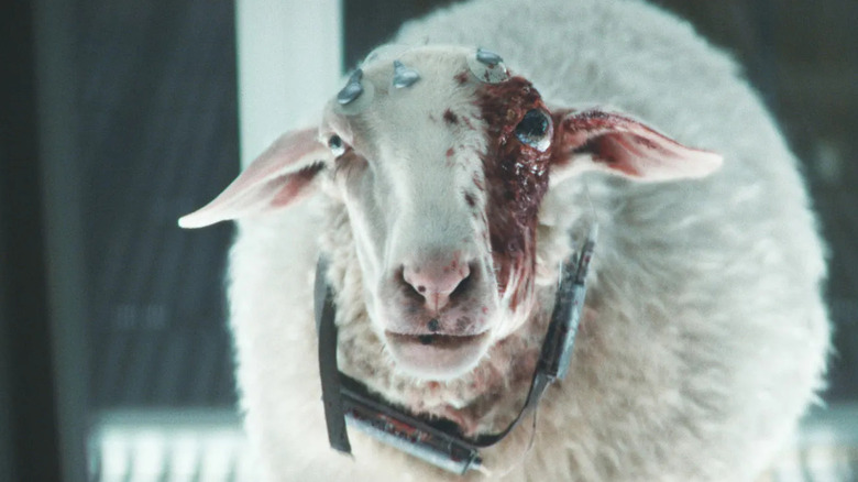 A sheep infected by the T. Ocellus looks menacingly at scientists in ALien: Earth