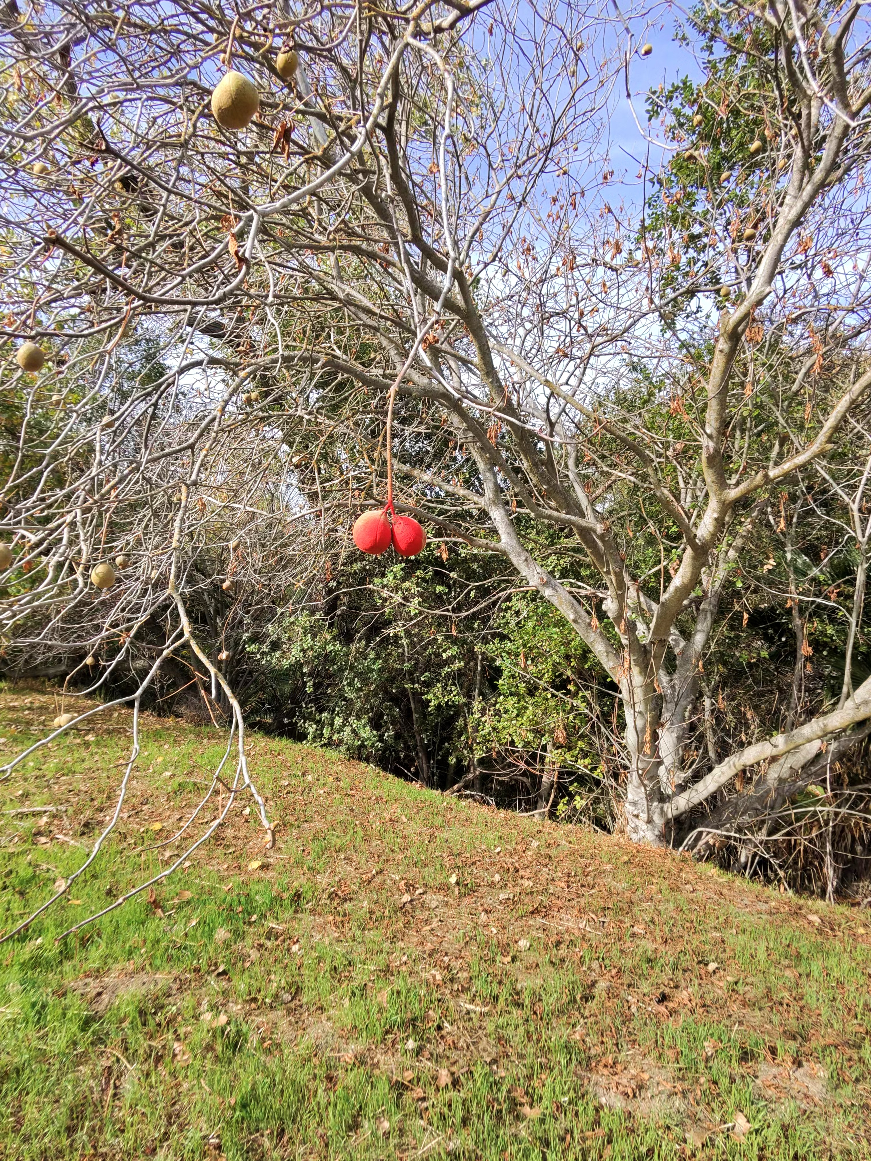 A photo taken by the Ray-Ban Meta (Gen 2) smart glasses showing red hanging fruits from a tree.