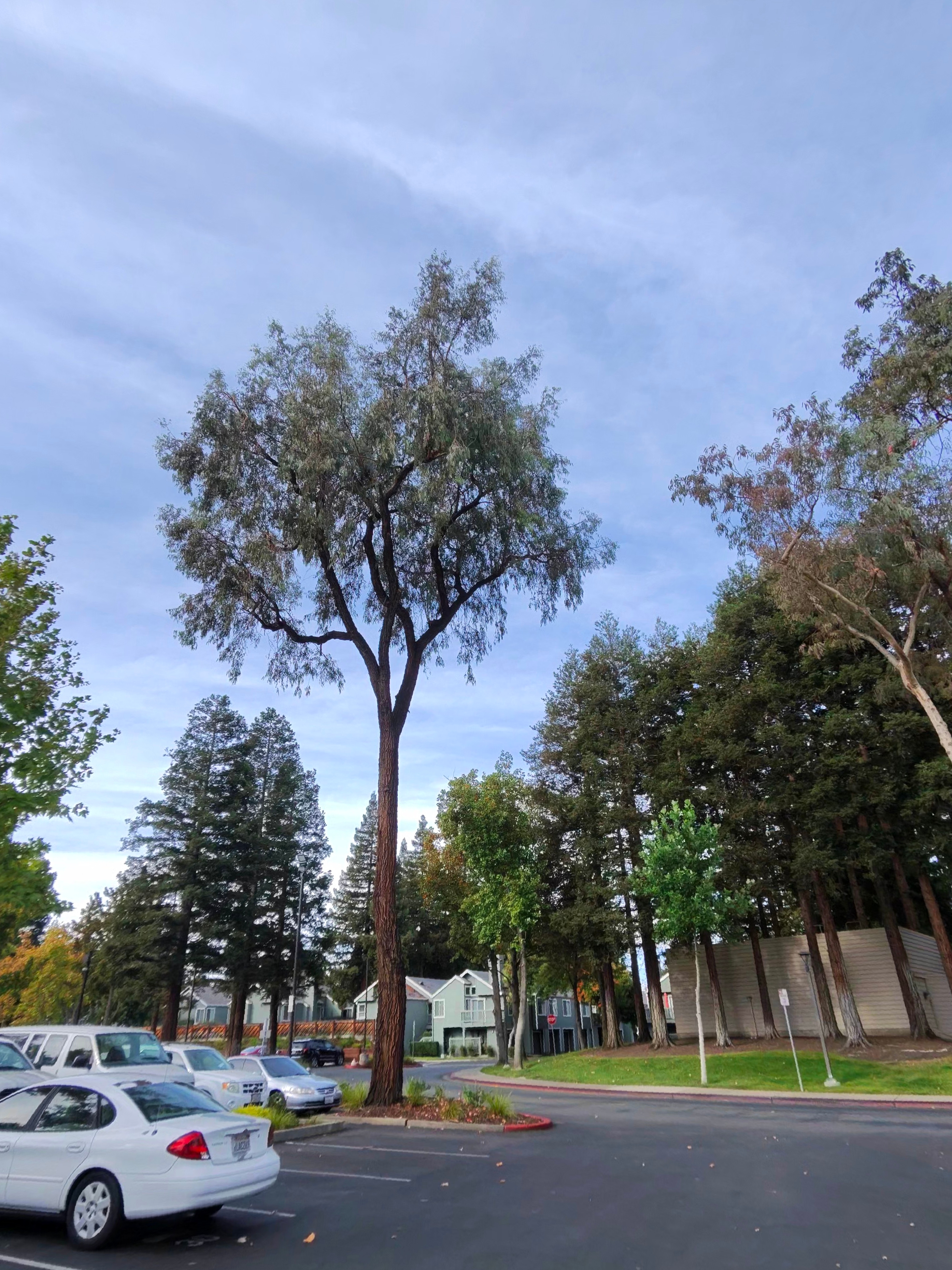A photo taken by the Ray-Ban Meta (Gen 2) smart glasses showing a tall tree.