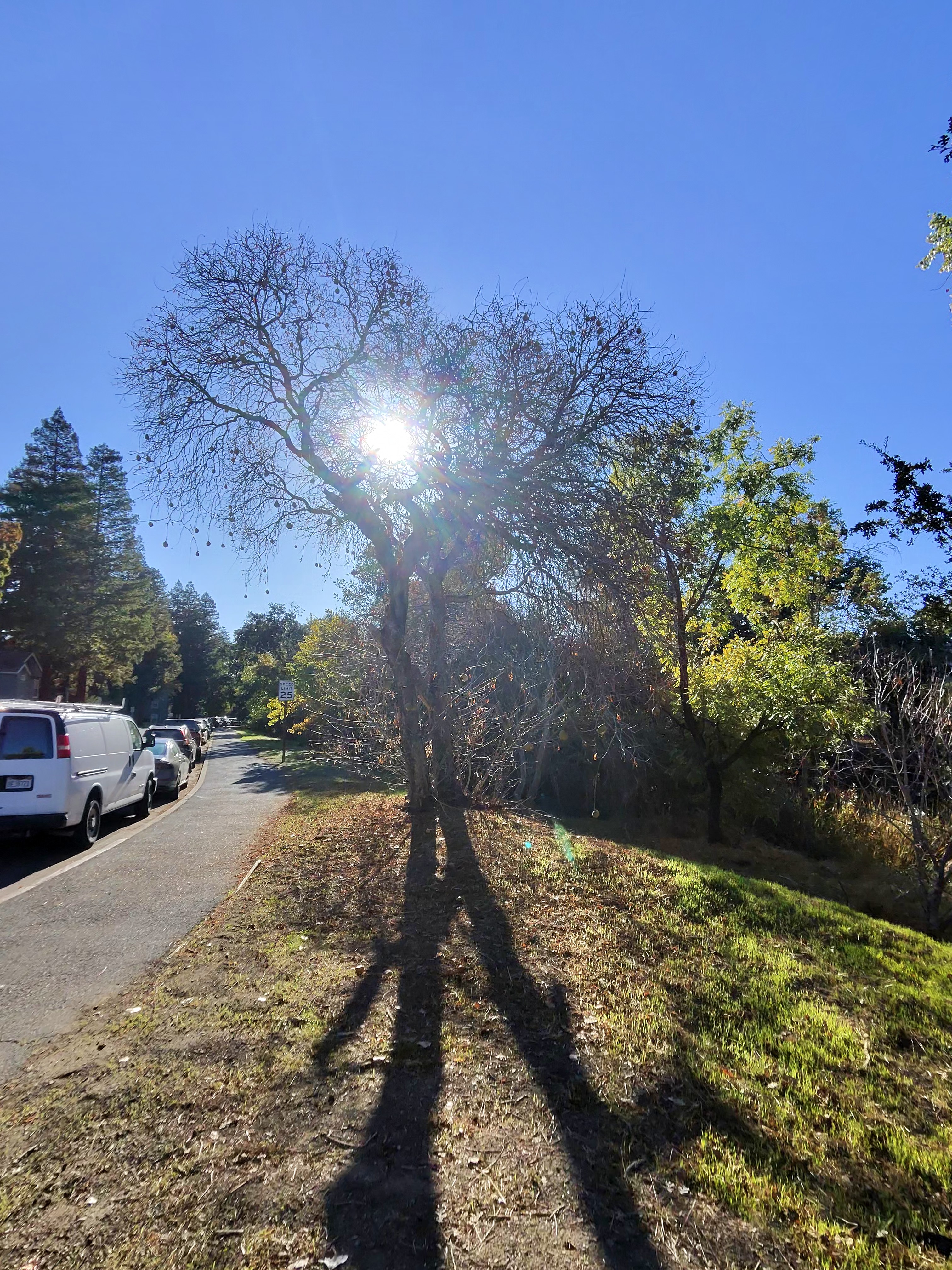 A photo of a tree with the sun behind it, taken with the Ray-Ban Meta Gen 2 smart glasses.