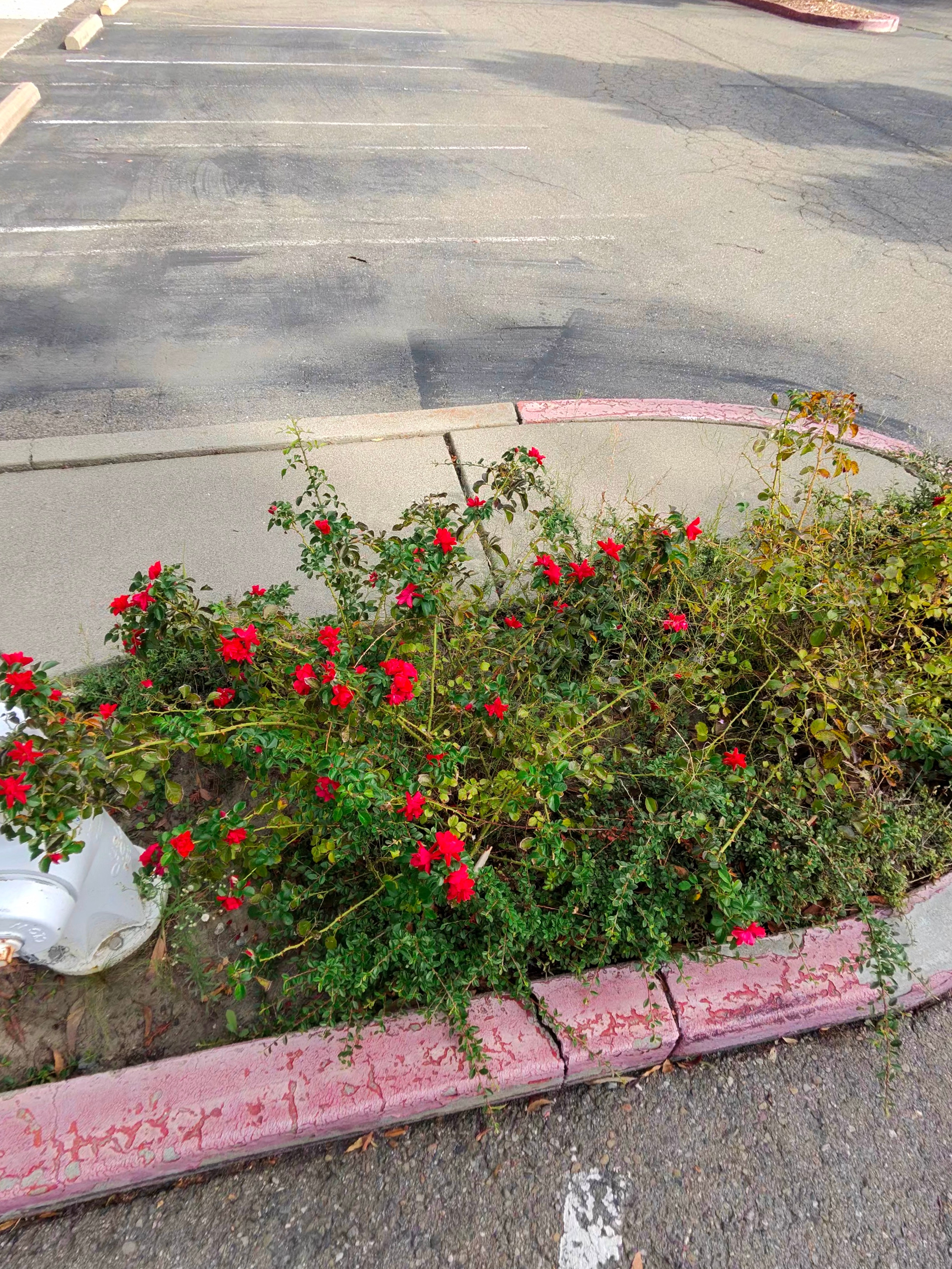 A photo taken by the Ray-Ban Meta (Gen 2) smart glasses showing a bed of red flowers next to a fire hydrant.