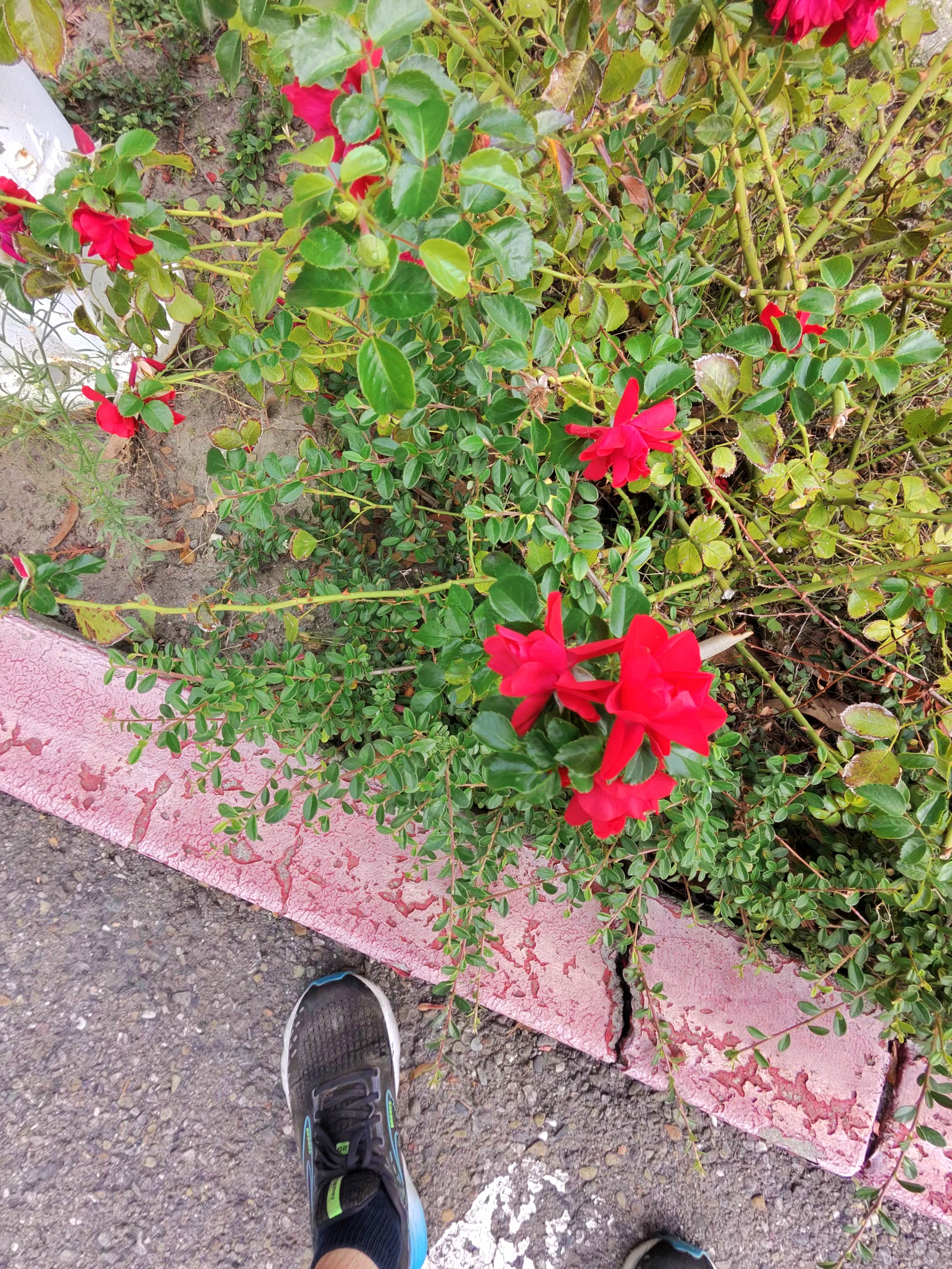 A photo taken by the Ray-Ban Meta (Gen 2) smart glasses showing flowers and my feet below them.