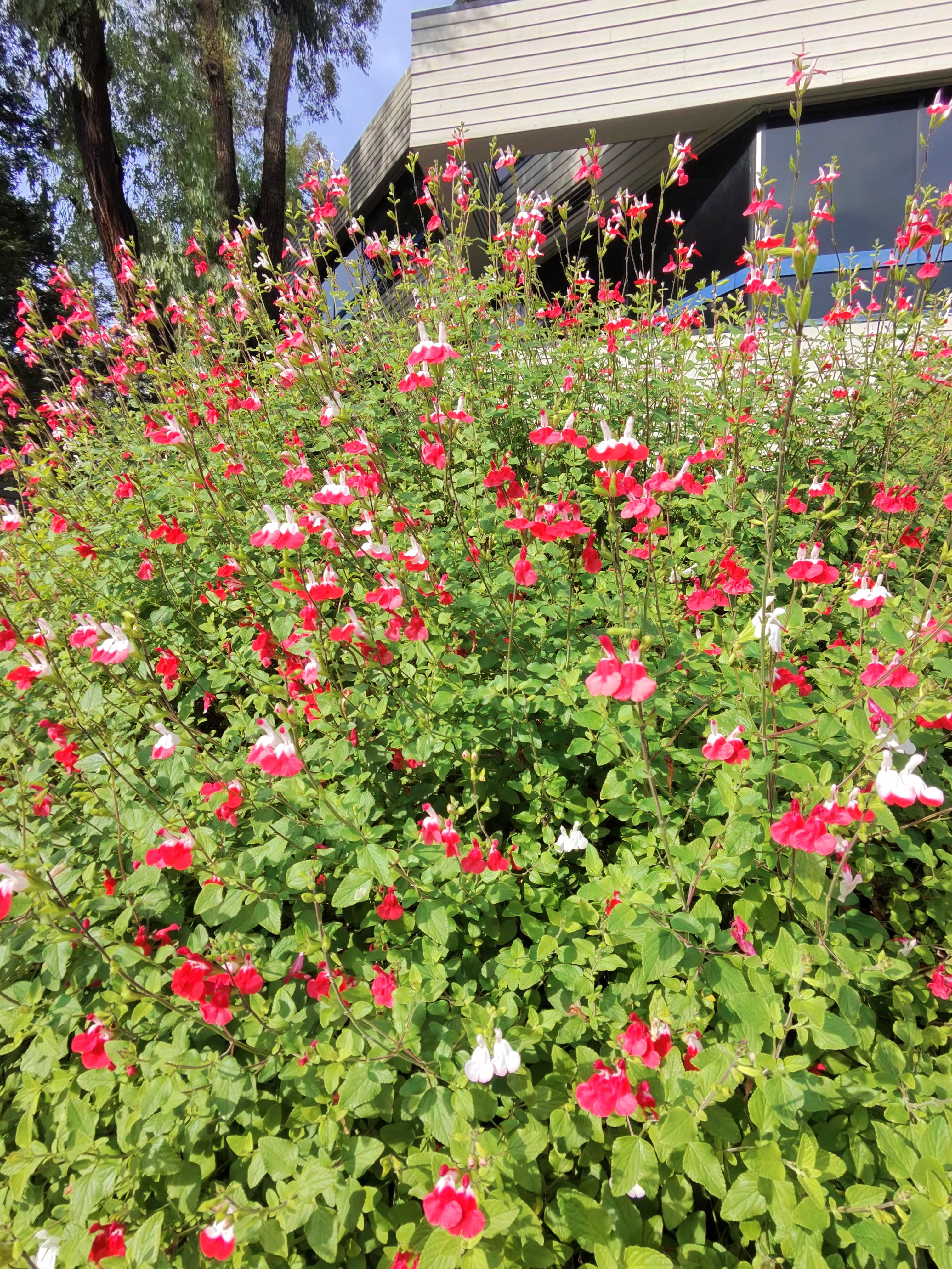 A photo taken by the Ray-Ban Meta (Gen 2) smart glasses showing a bed of flowers