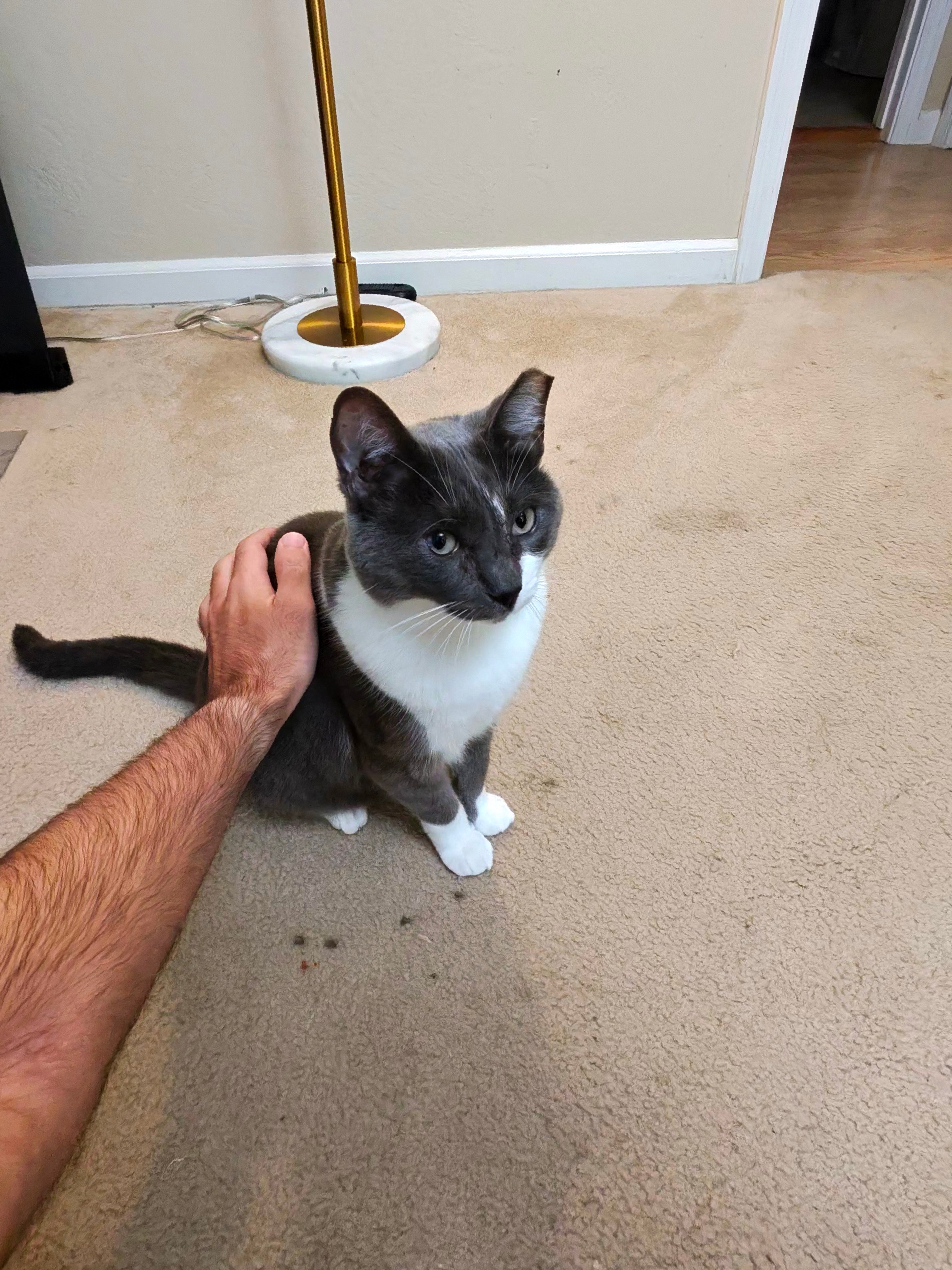 A photo taken by the Ray-Ban Meta (Gen 2) smart glasses showing me petting my cat, Blue, as he sits daintily.