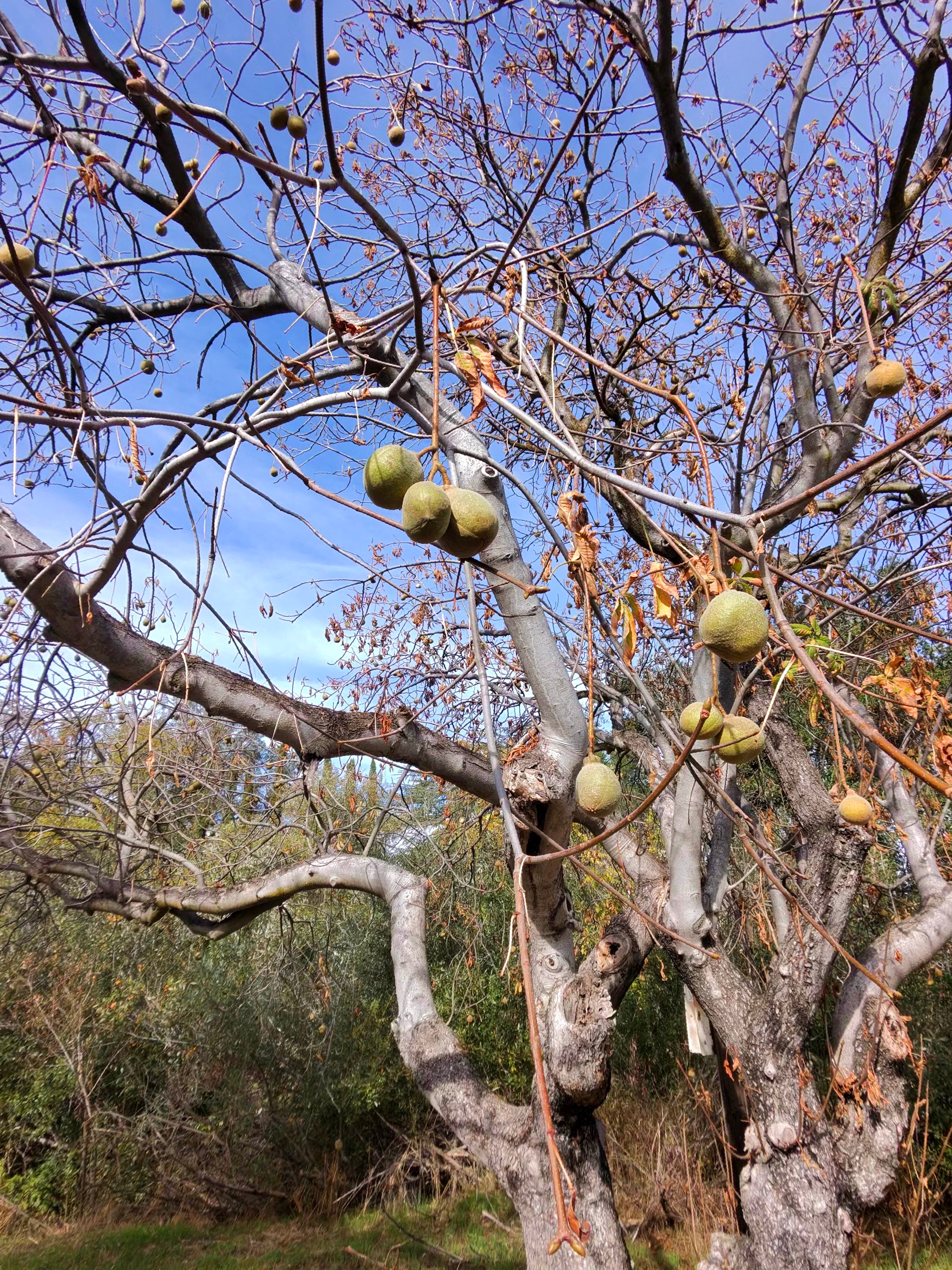 A photo taken by the Ray-Ban Meta (Gen 2) smart glasses showing a bunch of hanging fruits from a leafless tree.