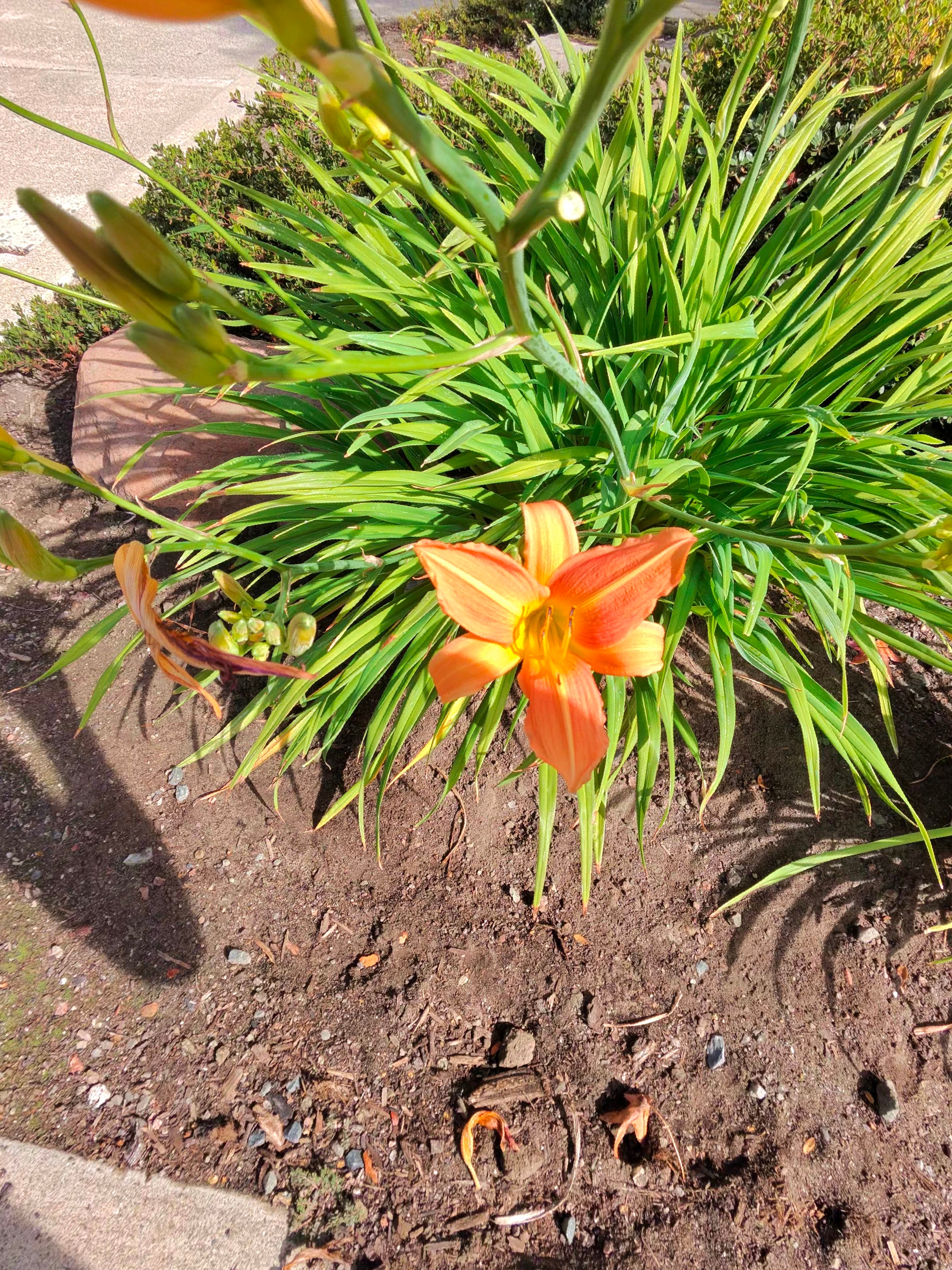A photo taken by the Ray-Ban Meta (Gen 2) smart glasses showing an orange flower.